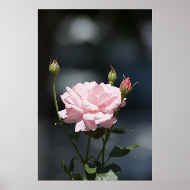 Affiches comme un rose (Devant)
