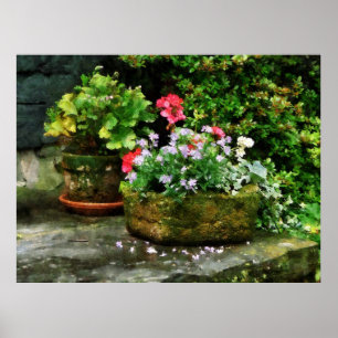 Affiches COMMENCER AU-DESSOUS DE $20 - géraniums et fleurs