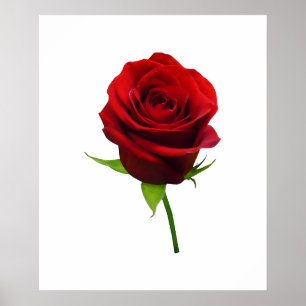 Affiches COMMENCER AU-DESSOUS DE $20 - Rosebud rouge