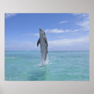 Affiches Common Bottlenose Dolphin Swimming Backwards on