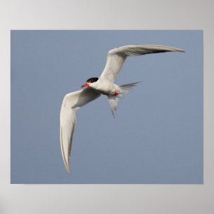 Affiches Common Tern