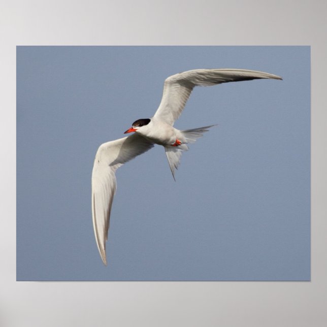 Affiches Common Tern (Devant)