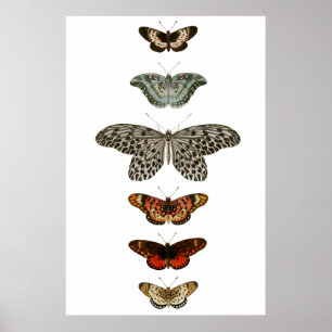 Affiches Compilation papillon