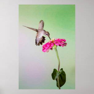 Affiches Comté de Jeff Davis, Texas