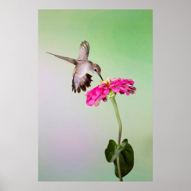 Affiches Comté de Jeff Davis, Texas (Devant)