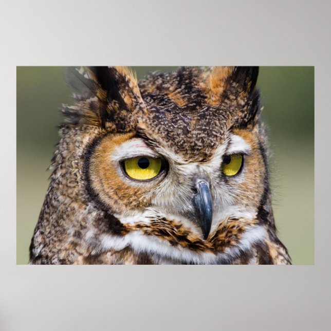 Affiches Comté de Kendall, Texas. Chouette à grande corne (Devant)