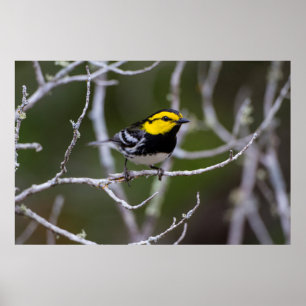 Affiches Comté de Kinney, Texas. Golden cheeked warbler