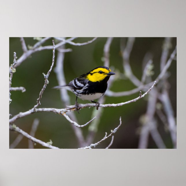 Affiches Comté de Kinney, Texas. Golden cheeked warbler (Devant)