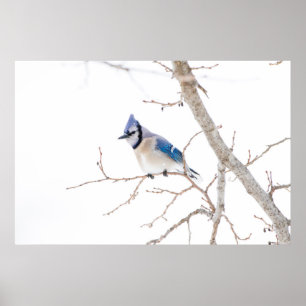 Affiches Comté de Wichita, Texas. Blue Jay