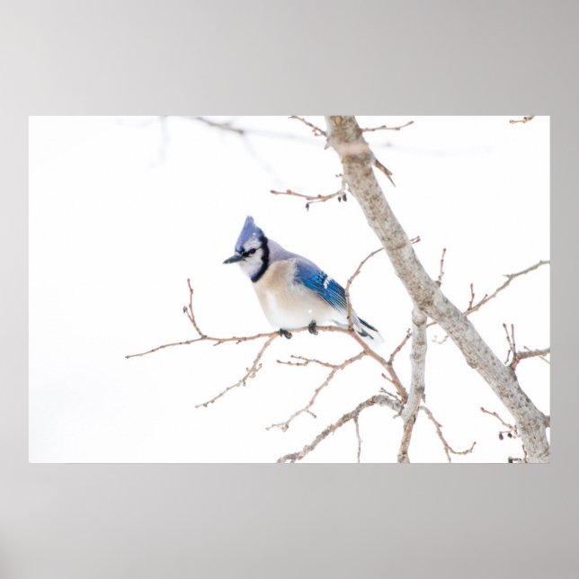 Affiches Comté de Wichita, Texas. Blue Jay (Devant)