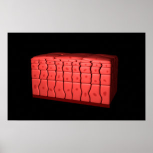 Affiches Concept de l'épithélium stratifié 2 de Squamous