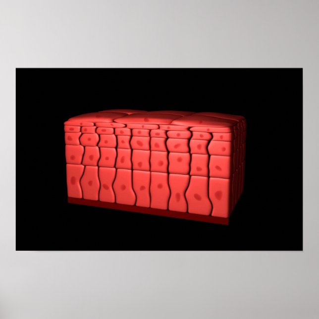 Affiches Concept De Stratifié Squamous Epithelium 2 (Devant)