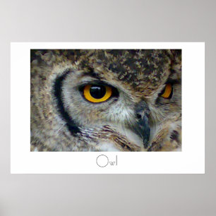 Affiches Conception d'affiche de hibou