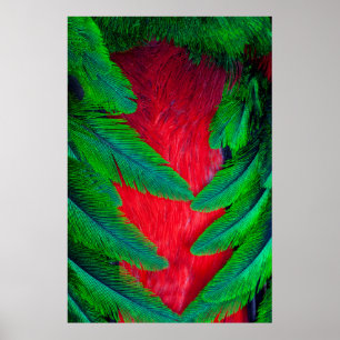 Affiches Conception de plume de Quetzal resplendissant