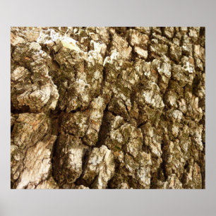 Affiches Conception de texture naturelle de l'écorce d'arbr