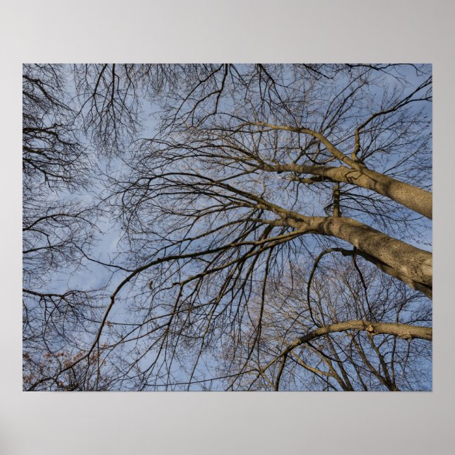 Affiches Conception/motif de tronc d'arbre. Pioineer Park,  (Devant)