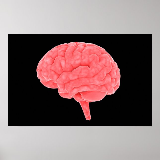 Affiches Conceptual Image Of Human Brain 4 (Devant)