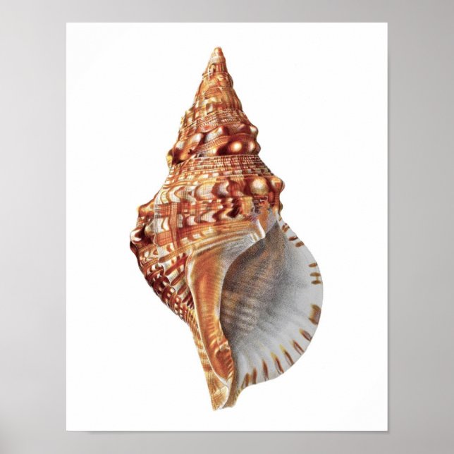 Affiches Conch Sea Shell no.3 Beach Décor Art Imprimer (Devant)
