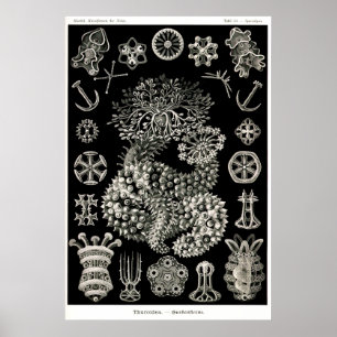 Affiches Concombres de mer d'Ernst Haeckel Thuroidea