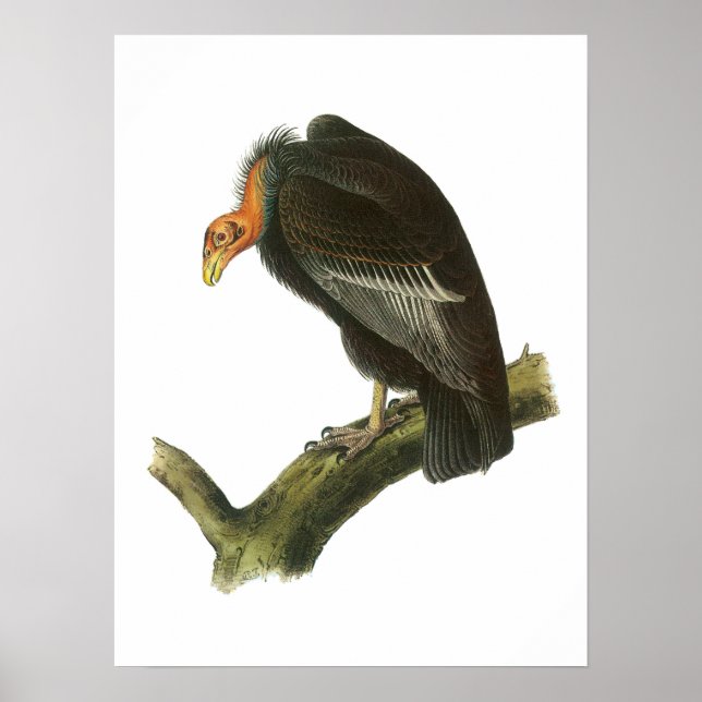 Affiches Condor de Californie par Audubon (Devant)