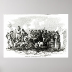 Affiches Conduite de bétail à louer