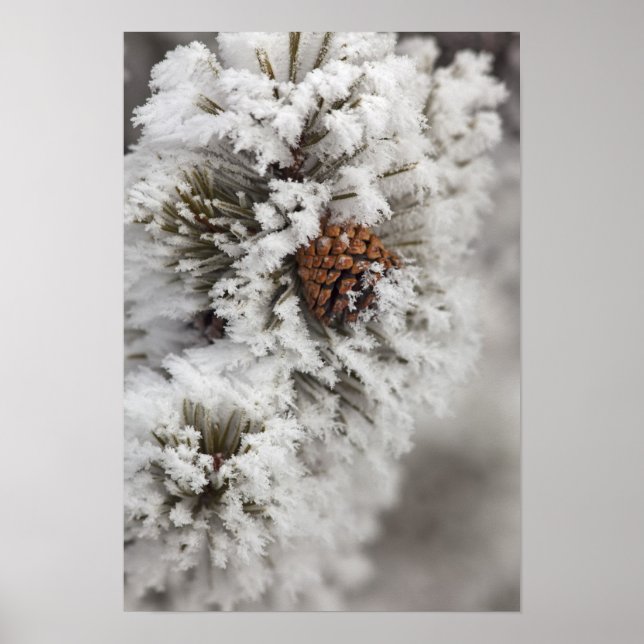 Affiches Cône de pin lodgepole en hiver à Yellowstone (Devant)