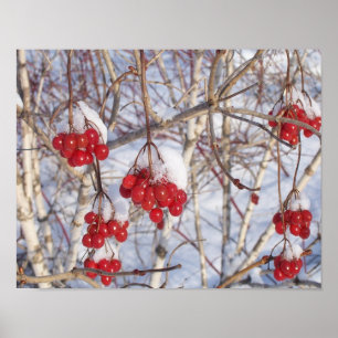 Affiches Cônes de neige de cerise