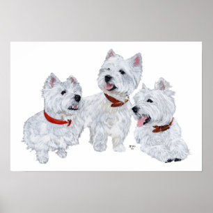Affiches Conférence Westie