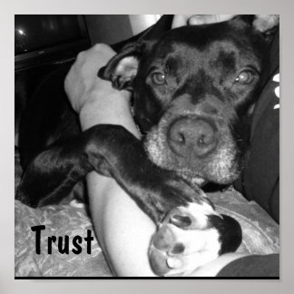 Affiches Confiance animale