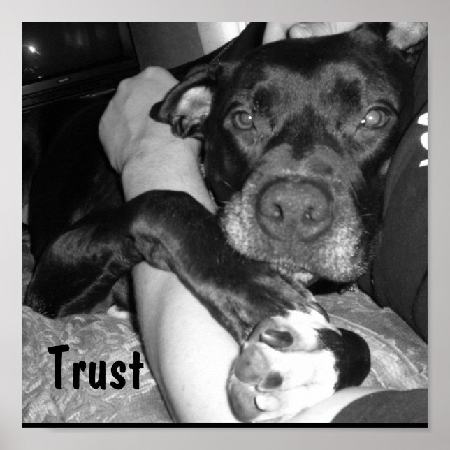 Affiches Confiance animale (Devant)