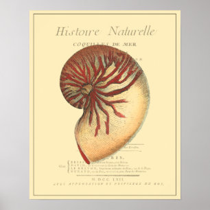 Affiches Conque rouge vintage Shell