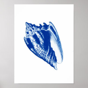 Affiches Conque Shell de turban, bleu d'indigo et blanc