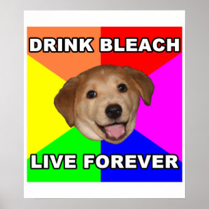 Affiches Conseil Chien