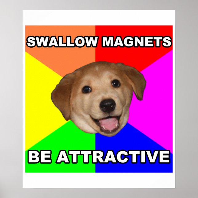Affiches Conseil Chien Swallow Magnets (Devant)