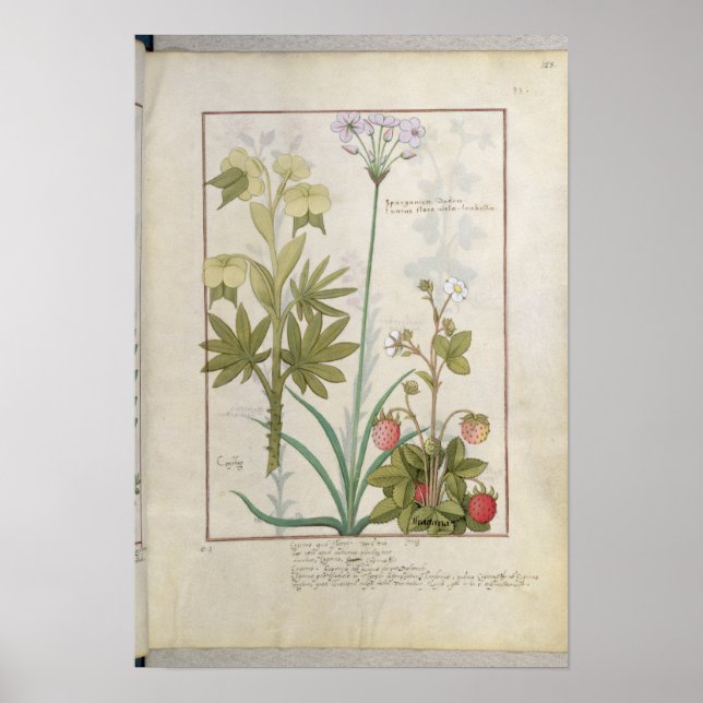 Affiches Consiligo, Burreed et fraise (Devant)