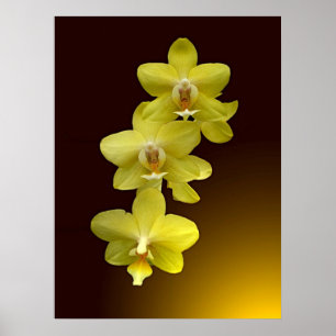 Affiches Contact d'Oriental