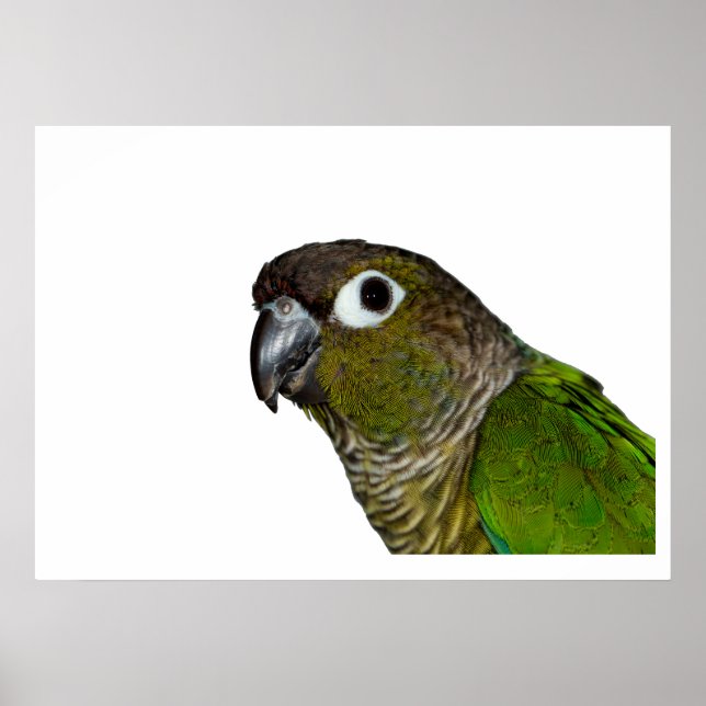 Affiches Conure verte à mâcher (Devant)