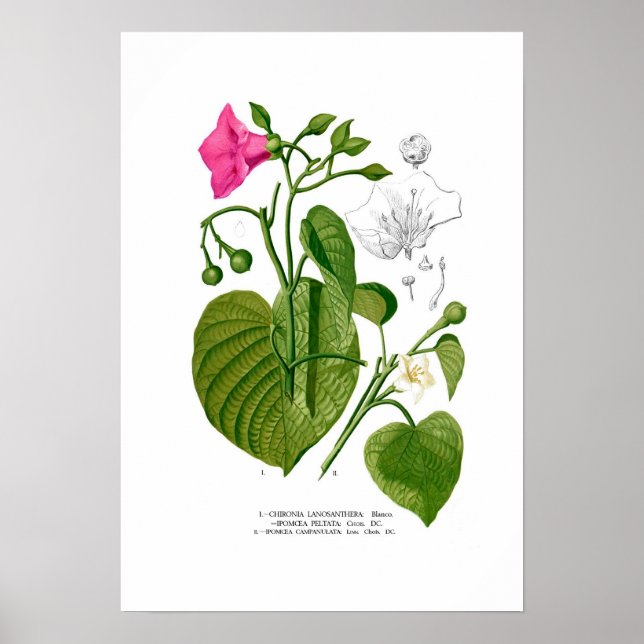 Affiches Convolvulaceae spp. (Devant)