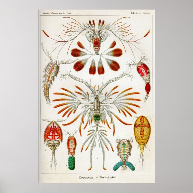Affiches Copepoda (crustacés) (Devant)