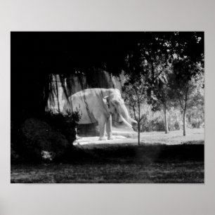 Affiches Copie 14" de photo d'éléphant x 11"