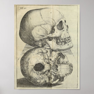 Affiches Copie 1616 d'anatomie de crânes de cru