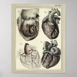Affiches Copie 1831 d'anatomie d'artères de coeur de cru