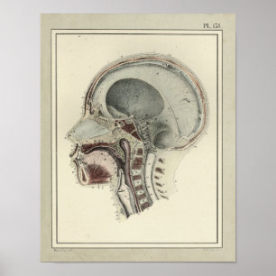 Affiches Copie 1831 d'anatomie d'épine de crâne de cru