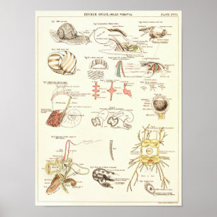 Affiches Copie 1881 d'anatomie de biologie d'escargot de