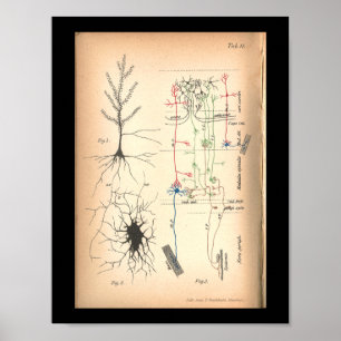 Affiches Copie 1901 d'anatomie de neurone de nerf de cru
