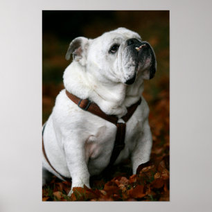 Affiches Copie anglaise d'affiche de bouledogue