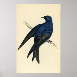 Affiches Copie antique de Martin pourpre