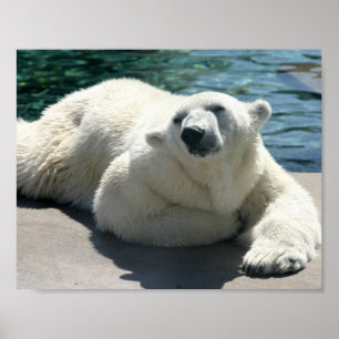 Affiches Copie arctique d'affiche d'ours blanc
