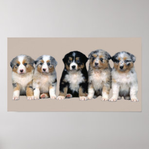 Affiches Copie australienne de chiots de berger