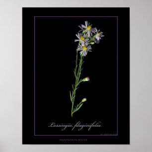 Affiches Copie botanique d'art d'aster de montagne